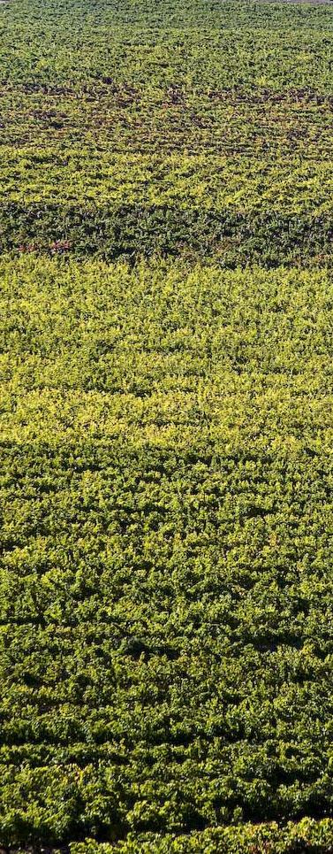 Valley View Vineyard