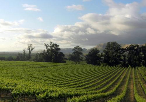 The maritime layer at Lucas & Lewellen Goodchild Vineyard