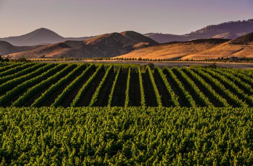 Picture of vineyard in Santa Ynez Valley