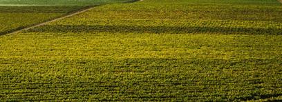 Valley View Vineyard Varietals