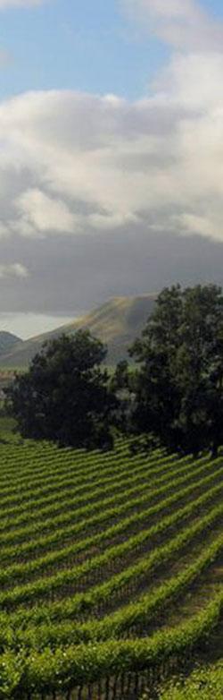 The Goodchild Vineyard scenery 