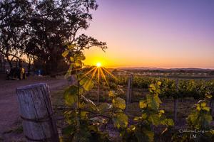 Festival of the Vines event photo