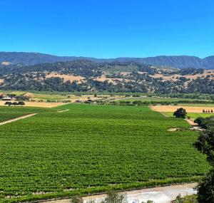 The scenic Valley View Vineyard in Solvang